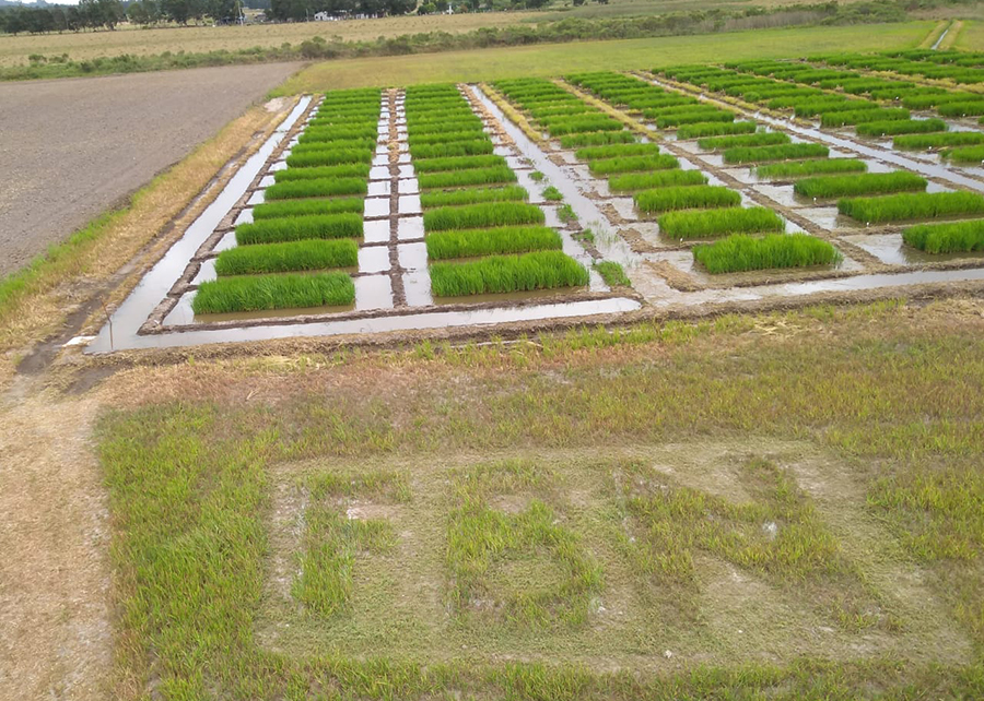 campo de arroz embrapa sul