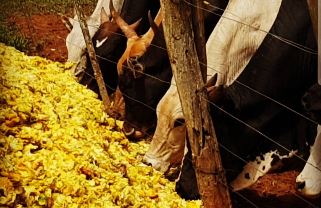 bagaco de laranja para o gado comendo1