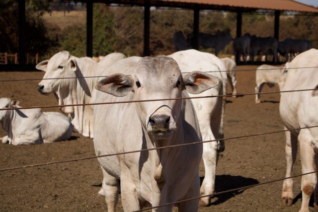 boi nelore em confinamento 5 boi nelore em confinamento 5