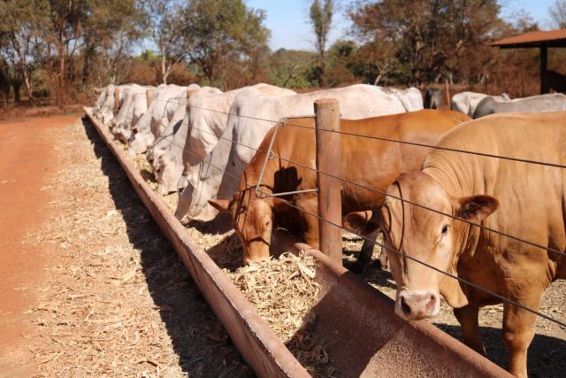 bois em confinamento nelore e caracu no iz 4 bois em confinamento nelore e caracu no iz 4