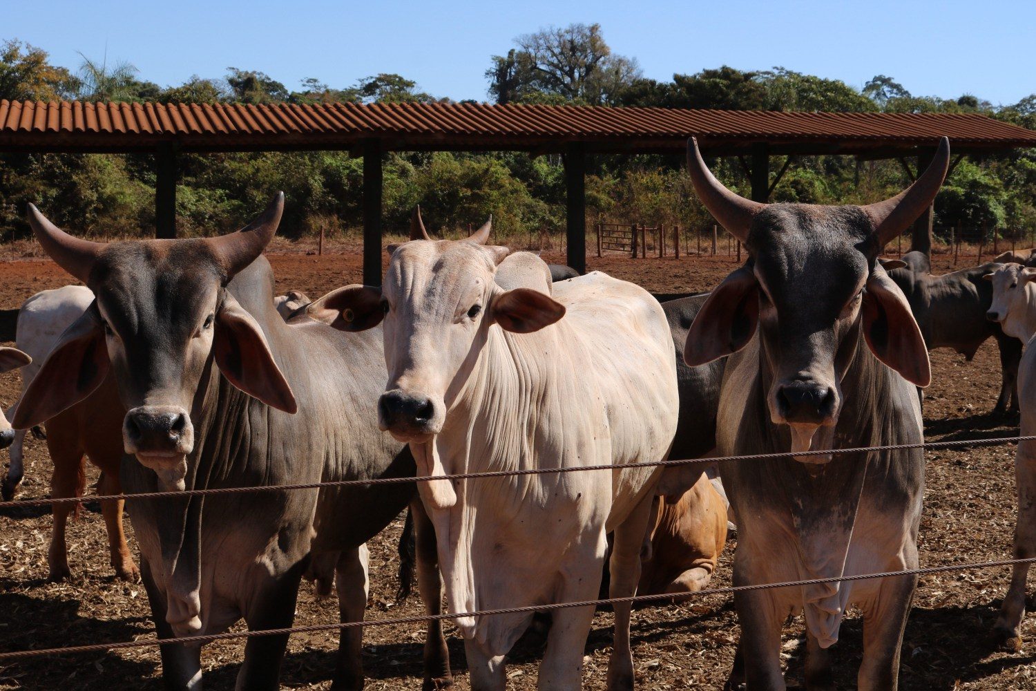 bois nelore e guzera em confinamento