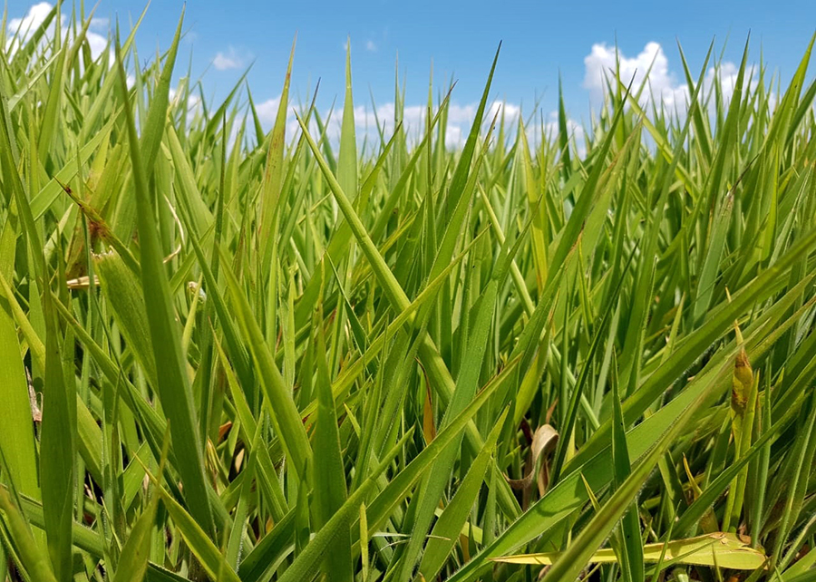 campos experimentais da Embrapa em Campo Grande -- híbrido BRS Ipyporã