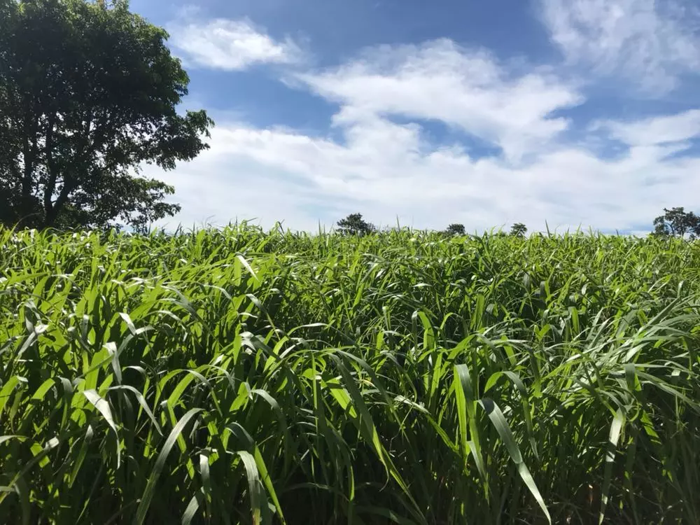 capim mombaca grande trator com forrageira colhendo - Transforme seu pasto irrigado em uma "fábrica de carne": Veja qual capim escolher