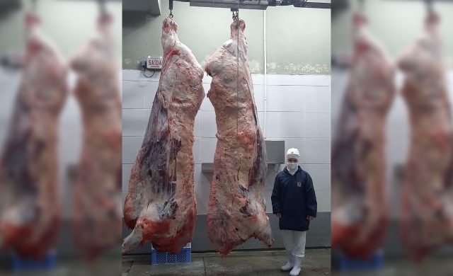 carcaca gigante de touro com 1600 quilos carcaca gigante de touro com 1600 quilos