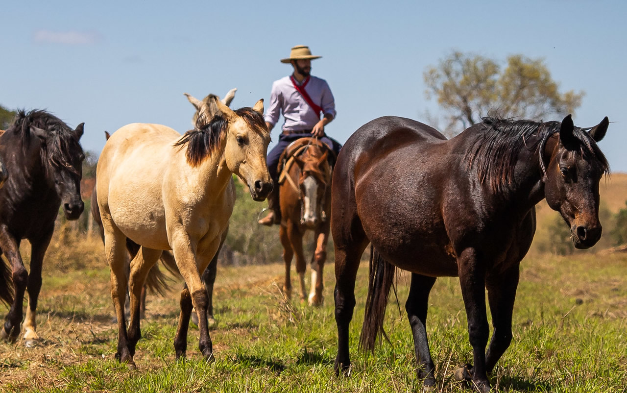 A Eurásia tinha cavalos, mas as Américas não. As culturas andinas tinham  lhamas, no entanto. Teria sido viável usar a criação seletiva para obter um  animal com utilidade semelhante à do cavalo? 