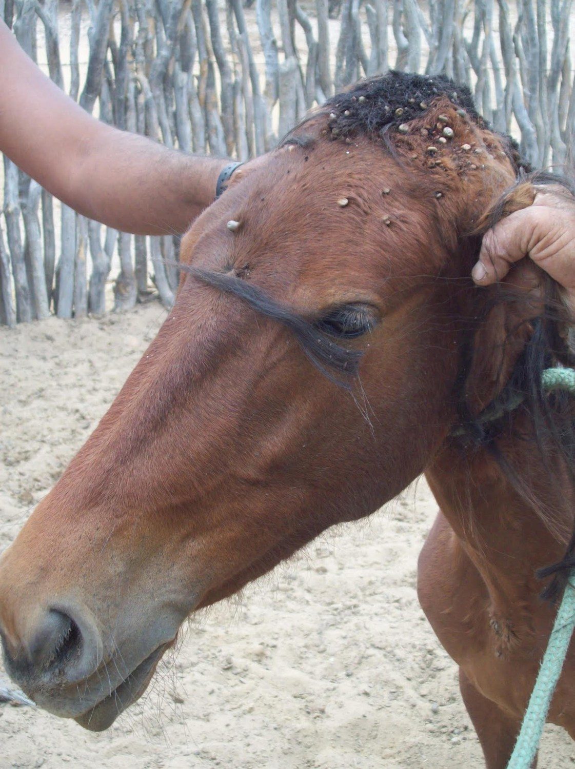 Carrapatos podem trazer danos à saúde de cavalos e potros e