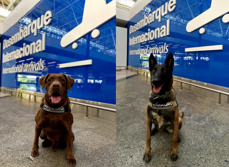 Os cães Léo e Frida já atuam no Aeroporto de Brasília fiscalizando passageiros e bagagens - Fotos: Aeroporto de Brasília