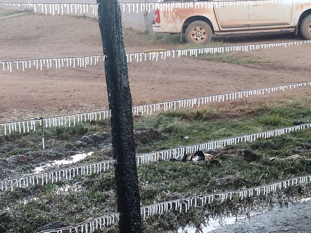 Cerca ficou congelada em propriedade rural após geada em Patrocínio — Foto: Clener Roberto Alves/ Arquivo Pessoal