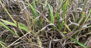 A cochonilha Duplachionaspis divergens suga a seiva nas folhas causando o secamente e o amarelecimento da planta - Foto: Fabricia Torres