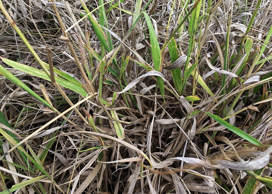 A cochonilha Duplachionaspis divergens suga a seiva nas folhas causando o secamente e o amarelecimento da planta - Foto: Fabricia Torres