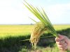 cultivares de arroz irrigado em lavoura, grãos e panícula