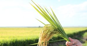 cultivares de arroz irrigado em lavoura, grãos e panícula
