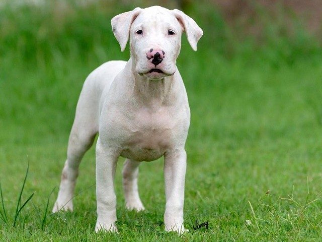 dogue