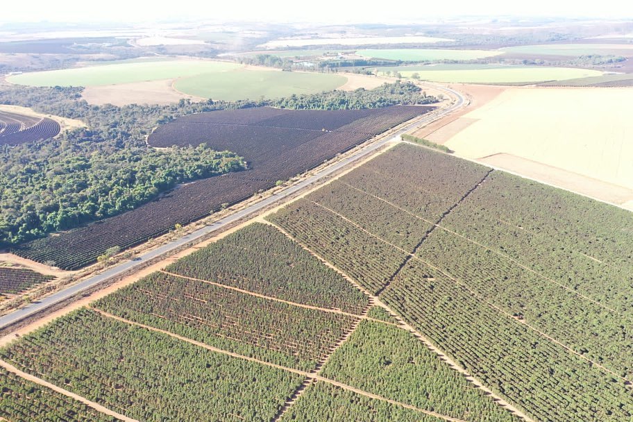 foto drone cafezais geada no sul de minas