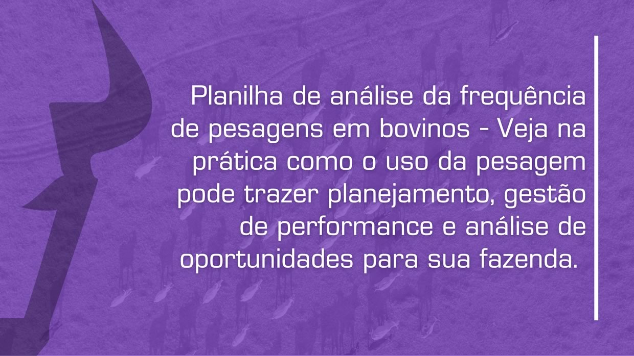 frequencia de pesagem de bovinos de corte - pesar o gado quantas vezes por mes