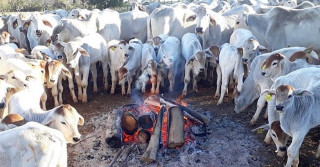frio no brasil com gado nelore - geadas sudeste
