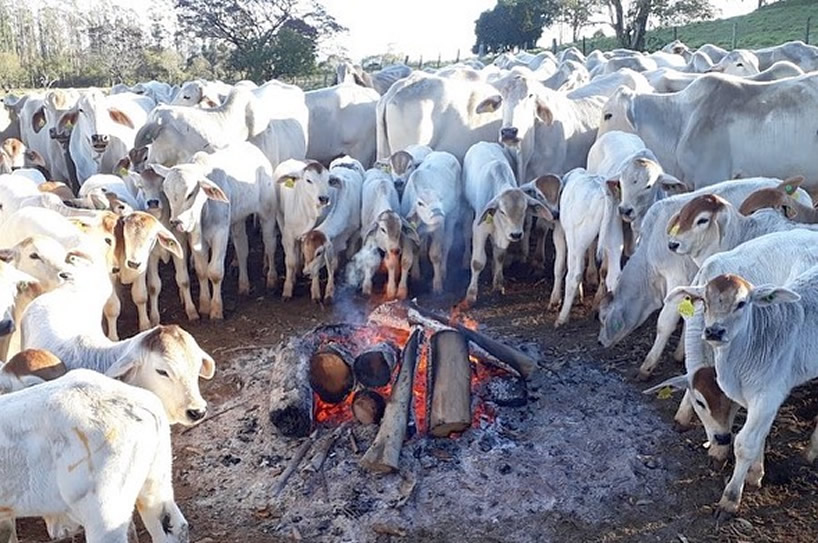 frio no brasil com gado nelore - geadas sudeste