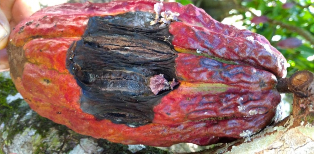 fruto de cacau infectado, com o fungo brotando na área afetada