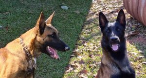 - Foto: Gael e Hunter vão integrar a equipe do Centro Nacional de Cães de Detecção do Mapa
