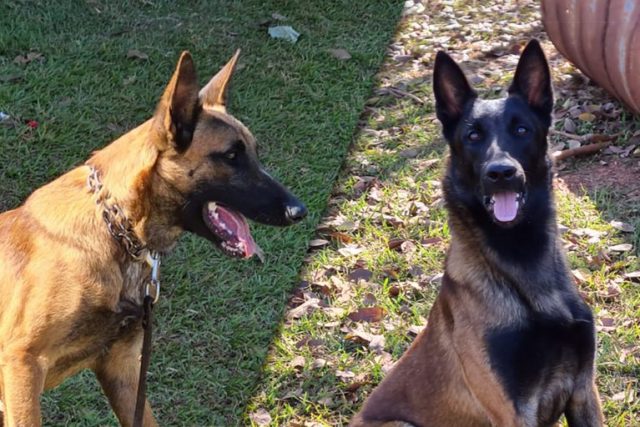 gael e hunter cachorros pastor alemao - Foto: Gael e Hunter vão integrar a equipe do Centro Nacional de Cães de Detecção do Mapa