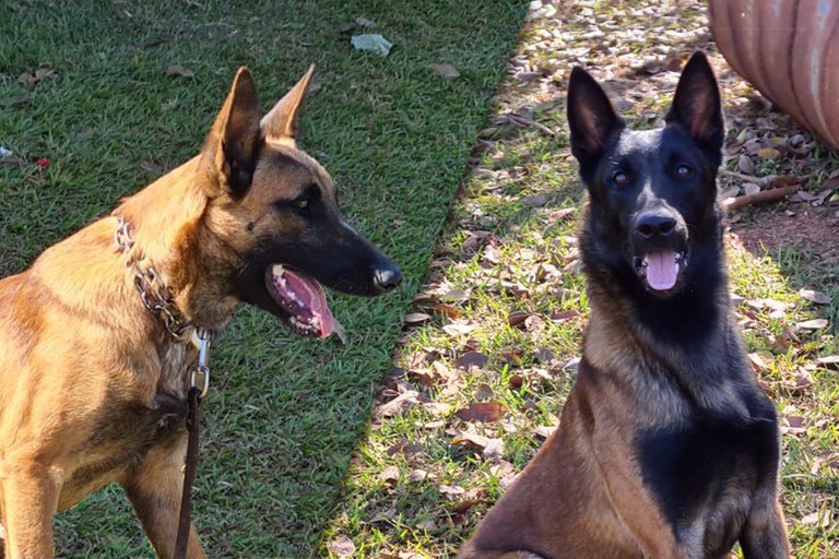 - Foto: Gael e Hunter vão integrar a equipe do Centro Nacional de Cães de Detecção do Mapa