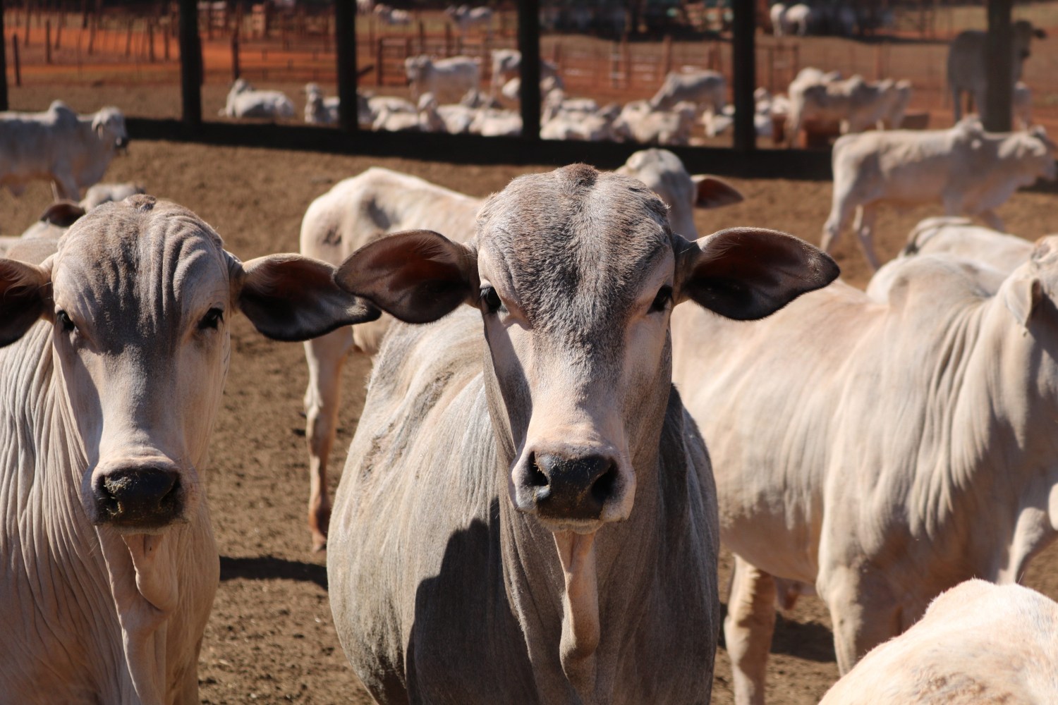 garrotes nelore em confinamento iz 3