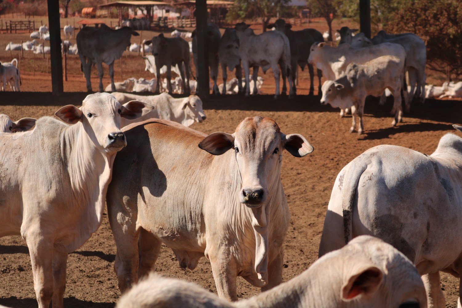 garrotes nelore em confinamento iz 3