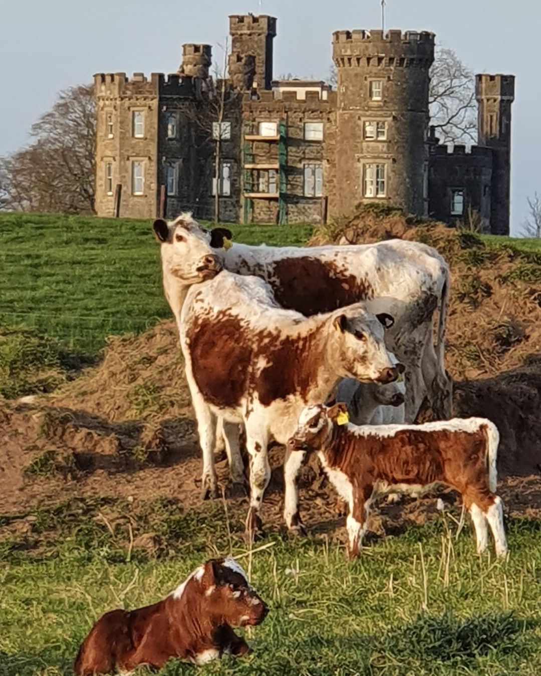 Irish Moiled Cattle Society