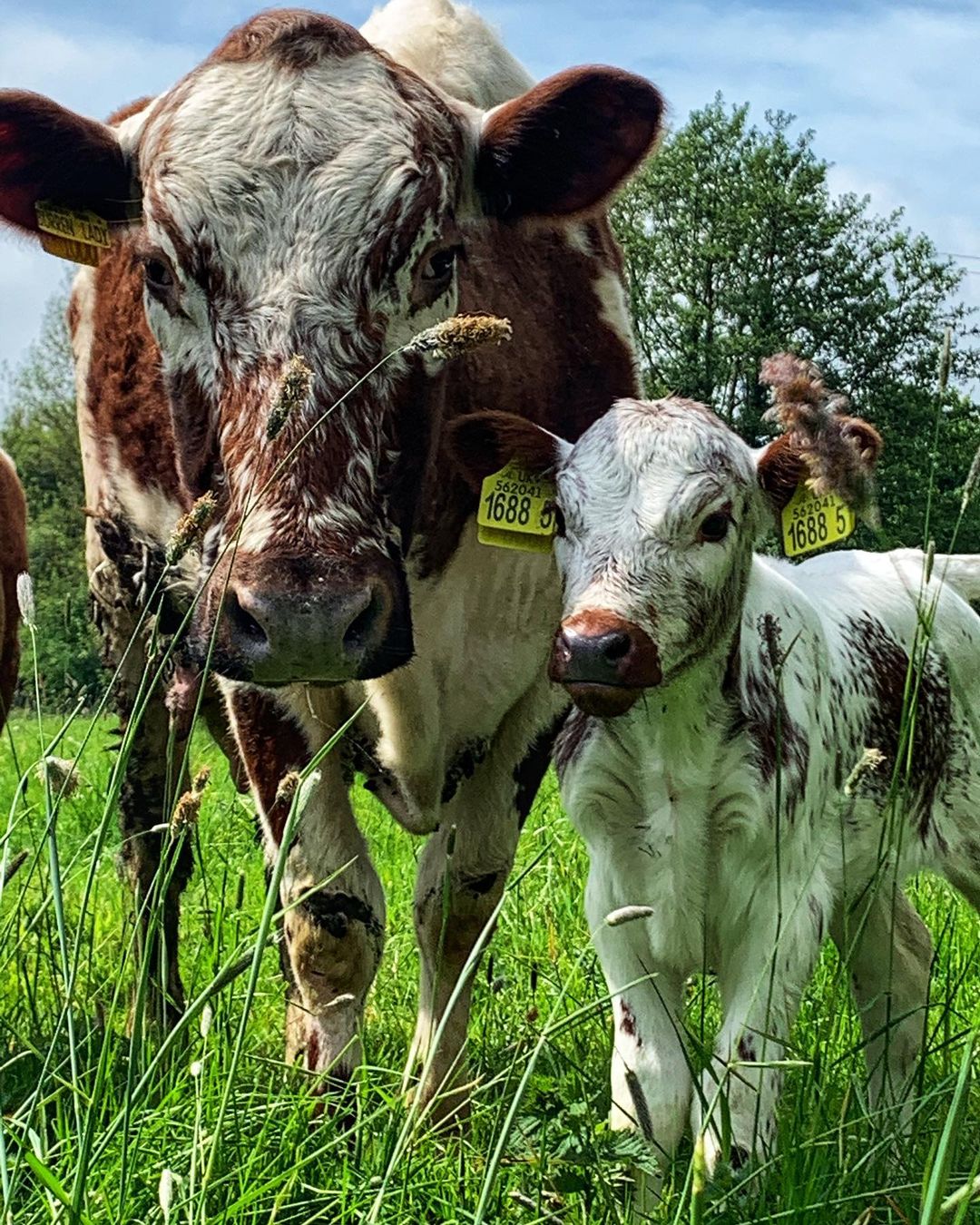 Irish Moiled Cattle Society