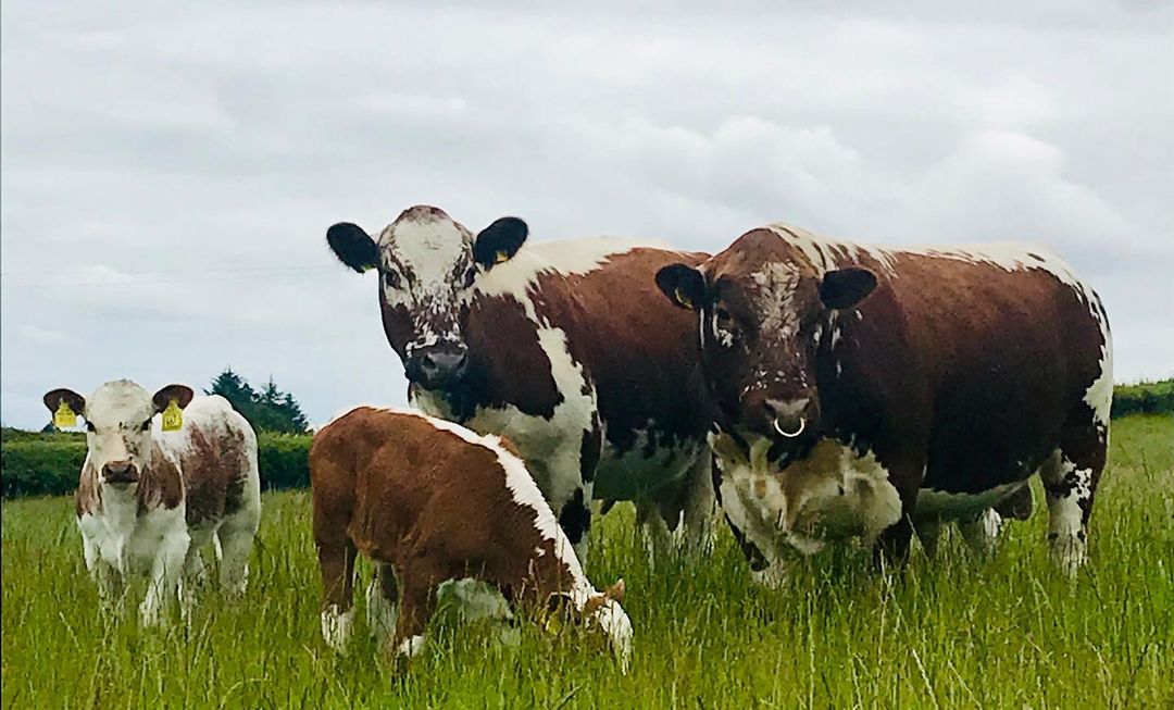 Irish Moiled Cattle Society