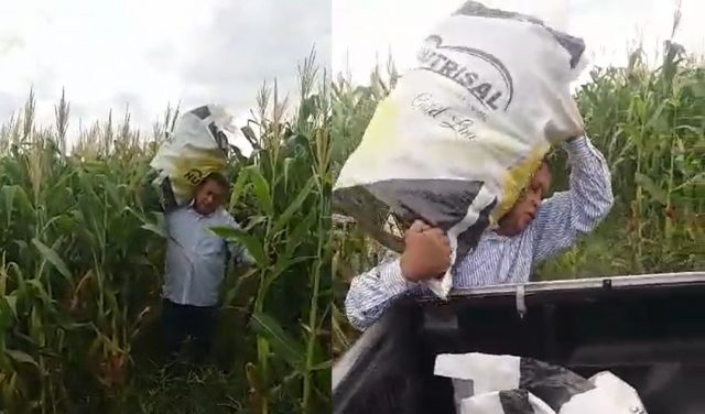 ladrão de milho