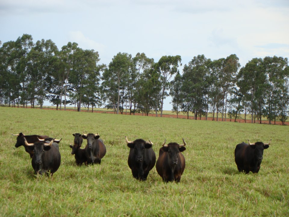 miuras-na-fazenda-santanna