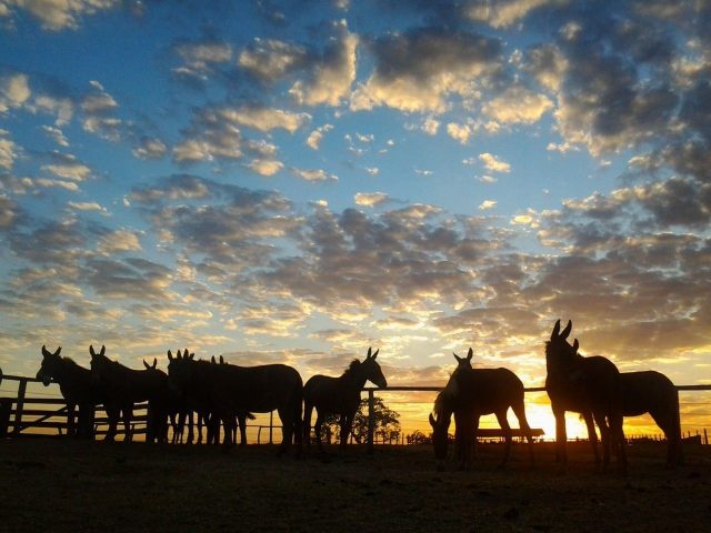 mulas ao nascer do sol nelore adir Tropa de mulas na Fazenda Barreiro Grande - Nova Crixás (GO) / Foto: Olívia Carvalho