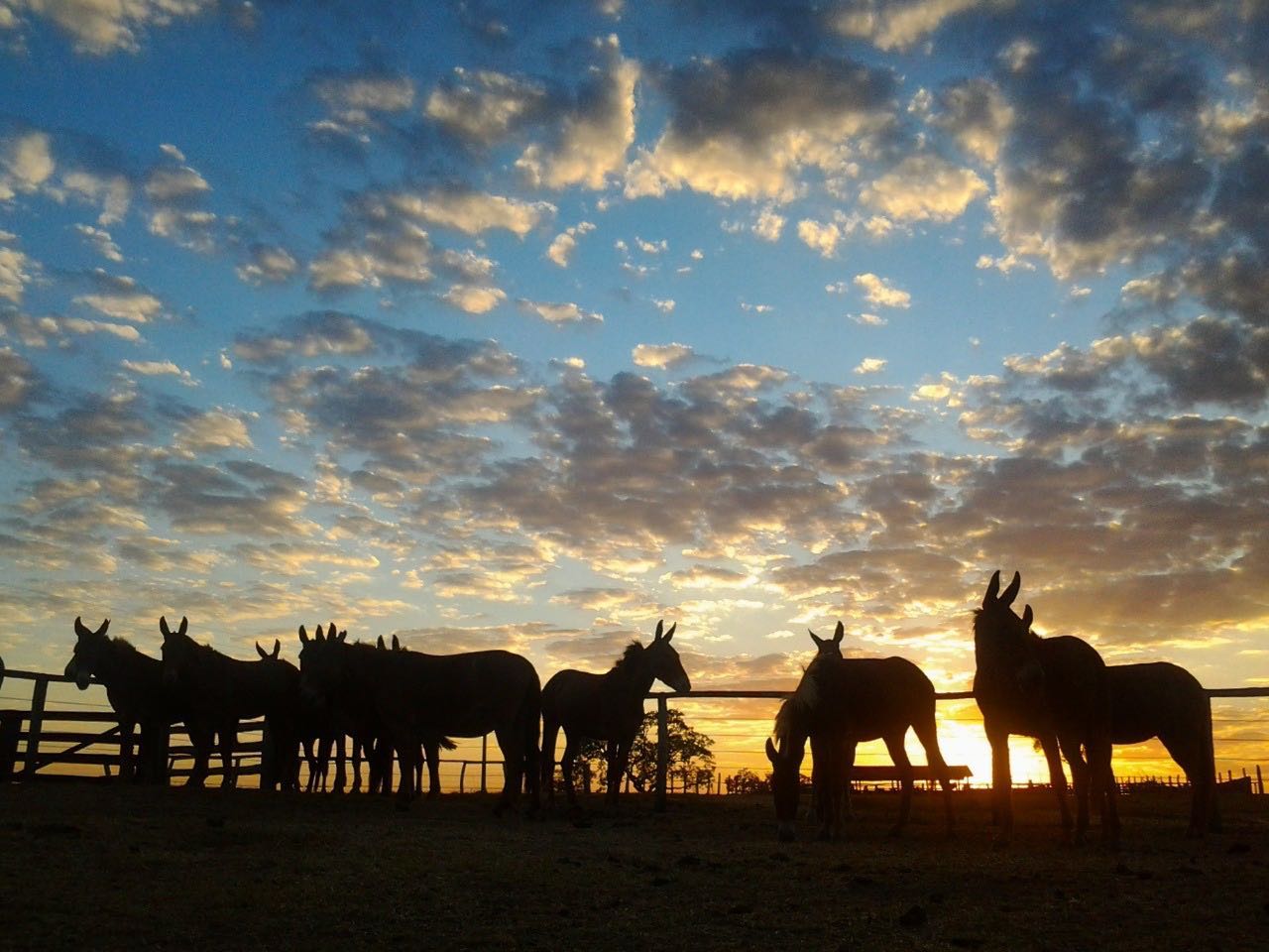 Tropa de mulas na Fazenda Barreiro Grande - Nova Crixás (GO) / Foto: Olívia Carvalho