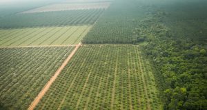 municípios de Tailândia e Tomé Açú, visitaram Agropalma e a CAMTA 2