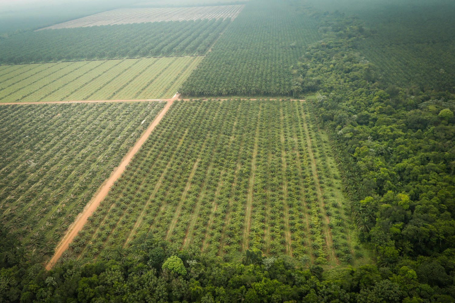 municípios de Tailândia e Tomé Açú, visitaram Agropalma e a CAMTA 2