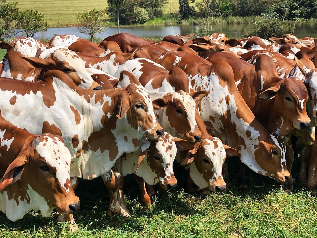 nelore pintado de vermelho - fazenda sao lourenco ms