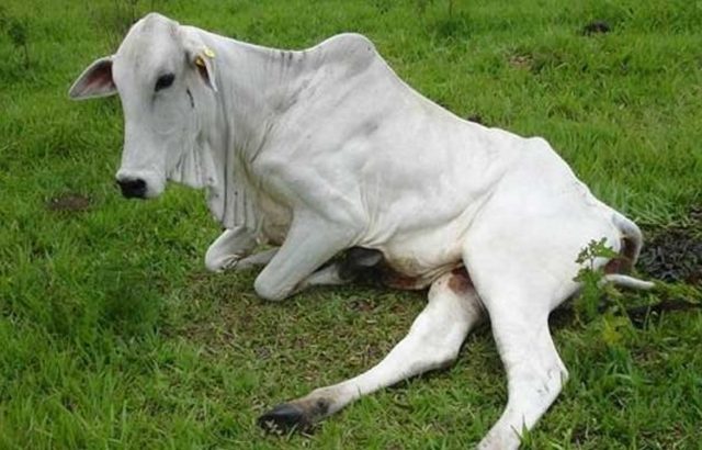 raiva bovina