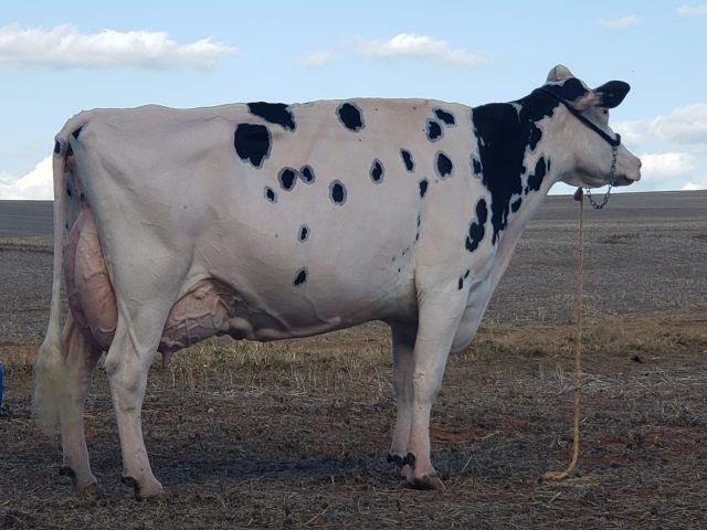 ruivinha_-_vaca_premiada_ex97_4