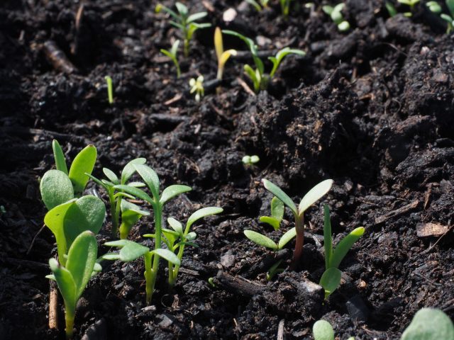 Biológicos já são utilizados em 25% das áreas cultivadas no Brasil Biológicos já são utilizados em 25% das áreas cultivadas no Brasil