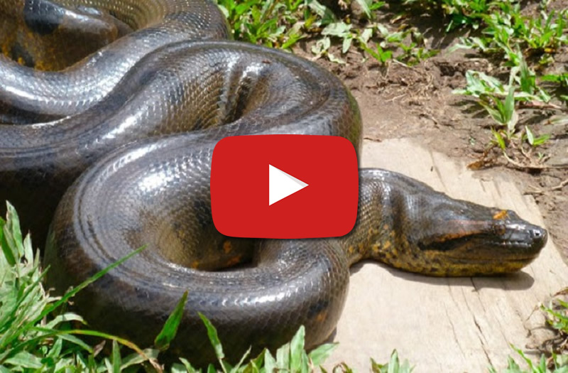 Qual o maior animal que uma cobra pode comer? Veja flagras