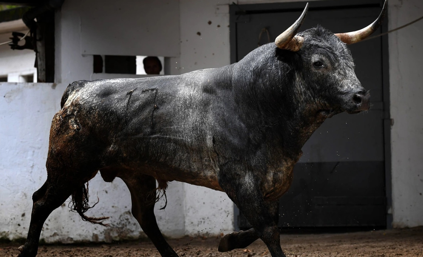 Qual a raça de touro mais bravo do mundo?