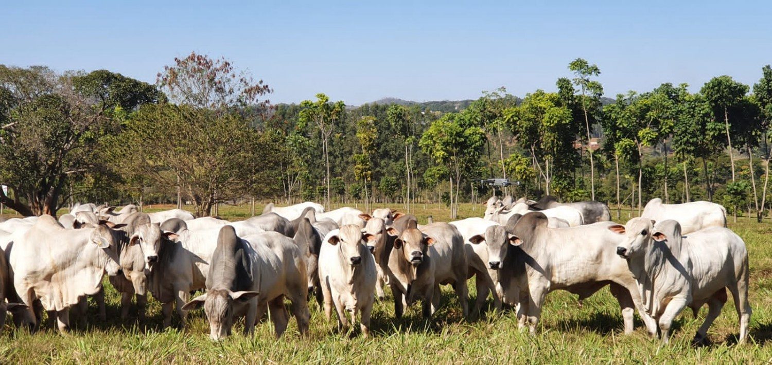 touros jovens nelore da prova de avaliacao - nucleo embrapa cerrados