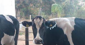 Vaca ficou com as orelhas congelada após tomar banho nesta terça-feira em Patrocínio — Foto: Clener Roberto Alves/ Arquivo Pessoal
