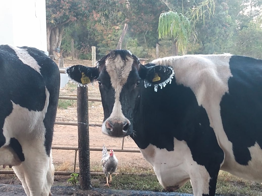 Vaca ficou com as orelhas congelada após tomar banho nesta terça-feira em Patrocínio — Foto: Clener Roberto Alves/ Arquivo Pessoal