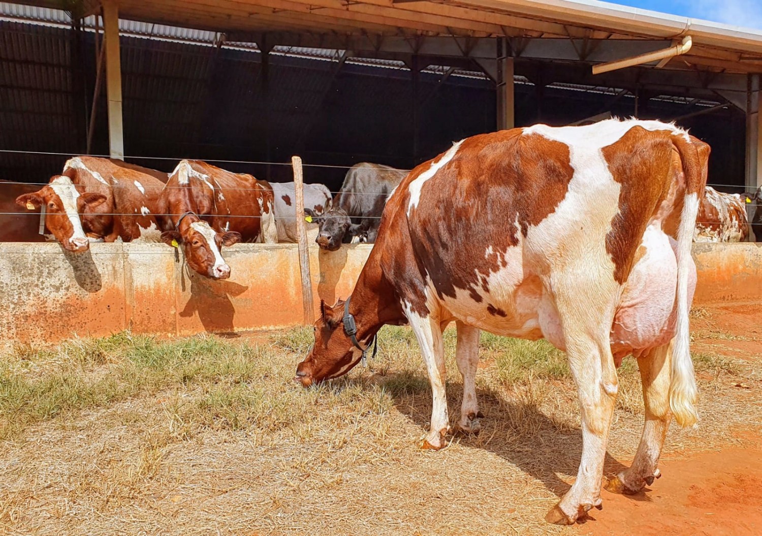 vacas holandesas vermelhas perto de compost barn 1