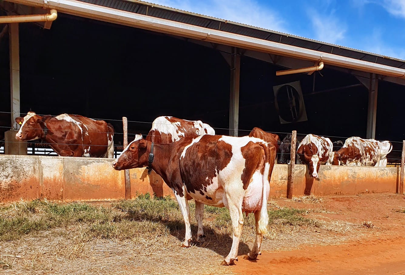 vacas holandesas vermelhas perto de compost barn 2