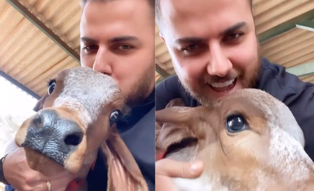 ze neto com bezerro filho da vaca roseira ze neto com bezerro filho da vaca roseira
