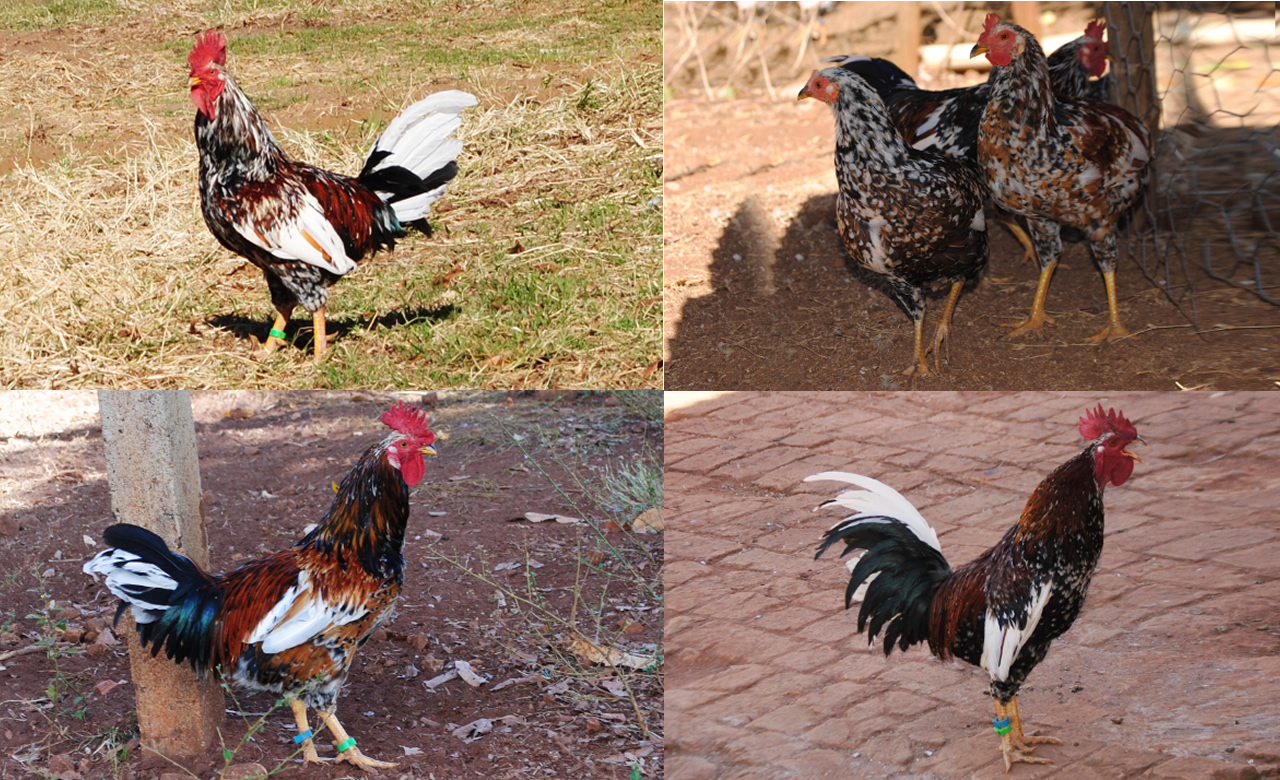 1 Leilão de Galo Músico Sítio Jacarandá