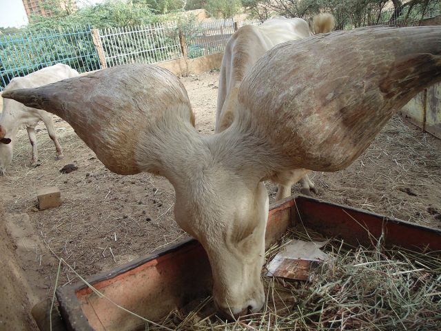 1200px-La_vache_kouri_au_musée_national_du_Niger